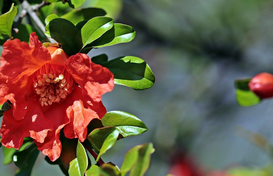 Kamelienblüte Locarno